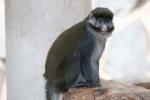 Black-cheeked white-nosed monkey