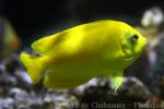 Yellow angelfish