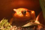 Antsouhy tomato frog