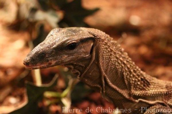 Rough-necked monitor