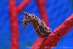 Lined seahorse