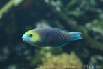 Greensnout parrotfish