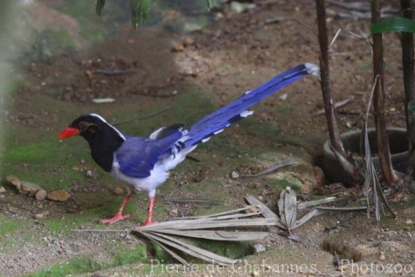 Red-billed blue magpie