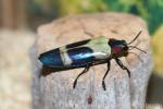 Red-speckled jewel beetle