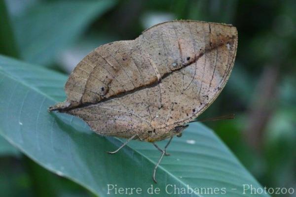 Indian leafwing