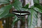 Banded swallowtail