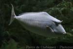 Humpback unicornfish