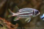 Dark-striped squirrelfish