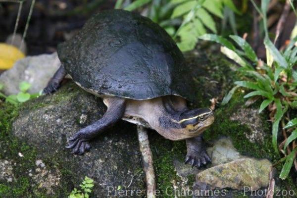 South-east Asian box turtle