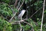 Black-crowned night-heron
