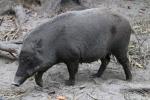 Indonesian wild boar