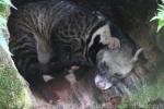 Large indian civet