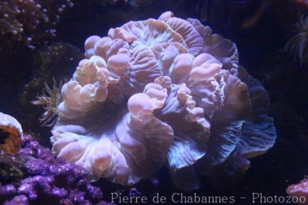 Discus bubble coral