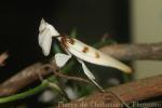 Malaysian flower mantis