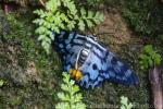 Blue tiger moth