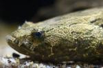 Marble goby