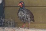Red-necked francolin