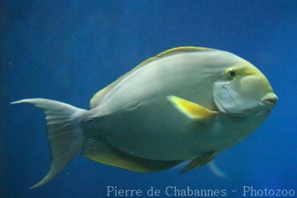 Yellowfin surgeonfish