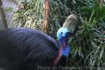Hybrid cassowary