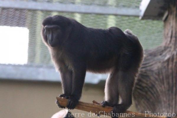Heck's macaque