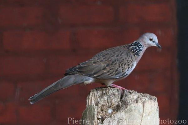 Eastern spotted dove