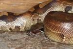 Borneo python