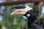 Malabar pied hornbill