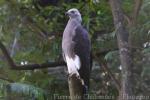Grey-headed fish-eagle
