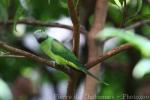 Emerald-collared parakeet