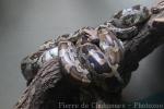 Sri Lankan rock python