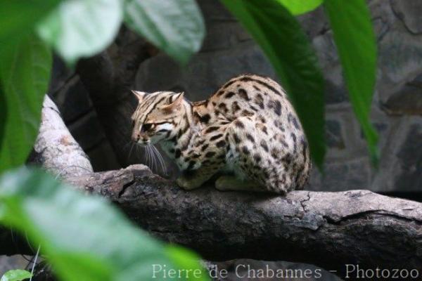 Mainland leopard-cat