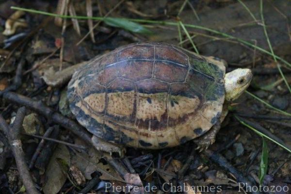 South Vietnam box turtle