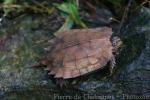 Black-breasted leaf turtle