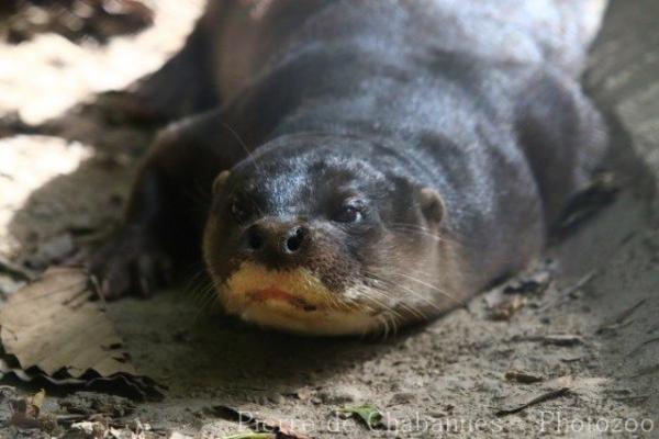 Hairy-nosed otter