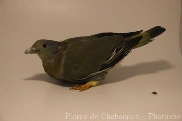 Yellow-footed green-pigeon