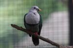 Black-chinned fruit-dove