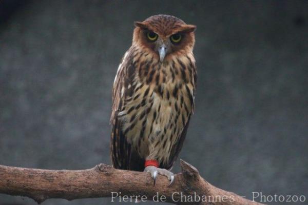Philippine eagle-owl