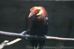 Rufous-headed hornbill