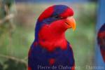 Red-and-blue lory