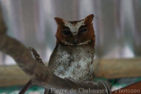 Visayan scops-owl