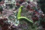 Conspicuous sea cucumber