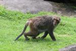 Formosan rock macaque
