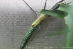 Tsuda's giant stick-insect