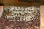 Brown spotted pitviper