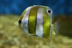 Brown-banded butterflyfish