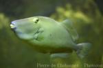 Masked triggerfish