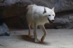 Hybrid Arctic wolf