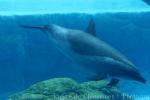 Pantropical spotted dolphin