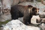 East Siberian brown bear
