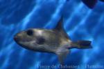 Largescale triggerfish
